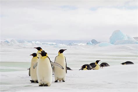 Emperor Penguins In The Snowy Landscape By Mike Hill