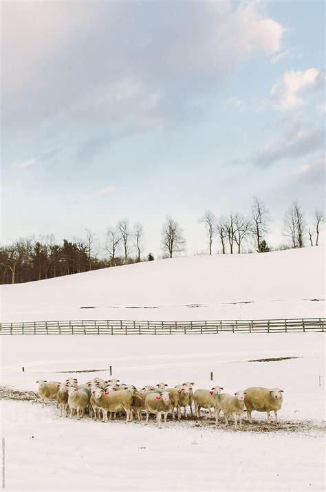 Sheep Grazing In The Snow By Stocksy Contributor Deirdre Malfatto
