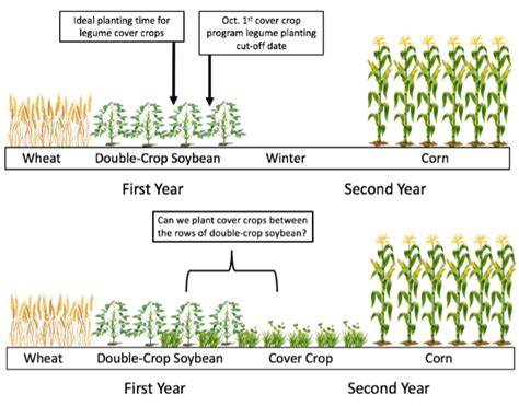 Wheat Maryland Agronomy News