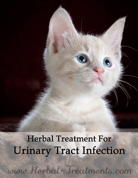 Urinary Tract Infection In Cats Caraf Avnayt S Herbal Treatments
