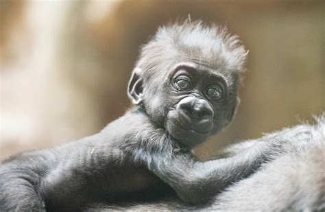 Baby Gorilla 2cleveland Metroparks Zoo