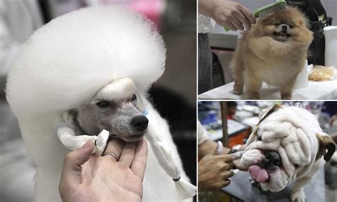 Thailand Dog Festival Sees Pooches From A Poodle With
