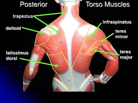Ppt Torso Muscles Powerpoint Presentation Free Download Id429105