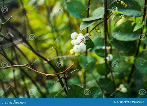 Symphoricarpos Albus Common Snowberry Plant With White Berries Stock