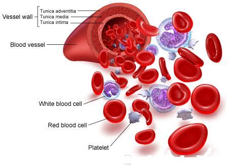 These vessels transport blood cells, nutrients, and oxygen to the tissues of the body. HSC VAS: November 2010