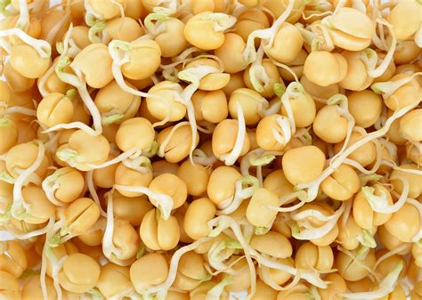 Green Pea Organic Sprouting Seeds Hometown Seeds
