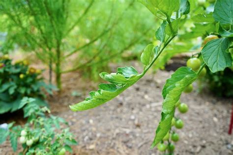Tomato Plant Leaves Turning Brown And Curling