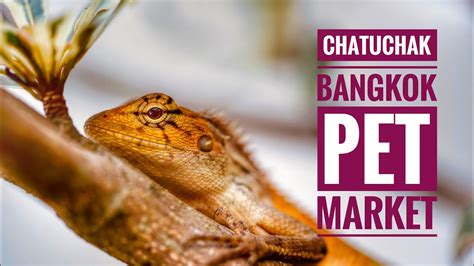 Chatuchak Pet Market Bangkok Youtube