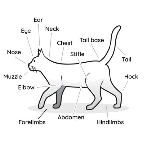 2018 Ultimate Veterinary Guide To Cat Anatomy With Images Vetcheck