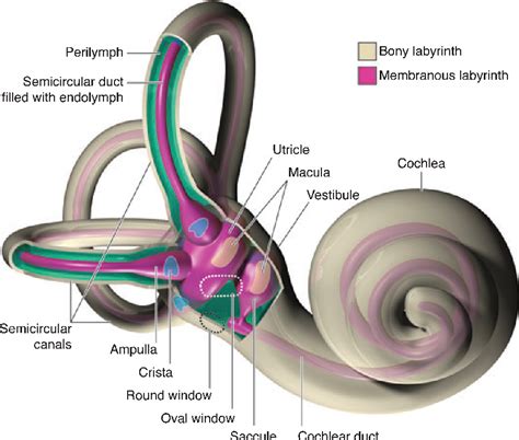 Anatomy And Physiology Of The Canine Ear Semantic Scholar