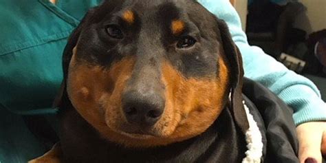 Mysterious Injury Causes Dachshund To Inflate Like A Dog Balloon The Dodo
