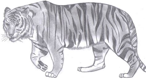 A Basic Bengal Tiger Sketch By Yellowpeel On Deviantart