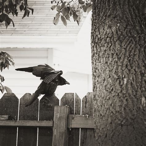 Backyard Crow A Photo On Flickriver