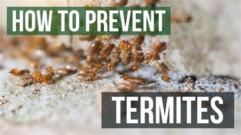 How To Prevent Termites Youtube