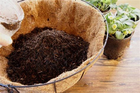 Jun 26, 2020 · how to use coconut liners. Pin on Planters