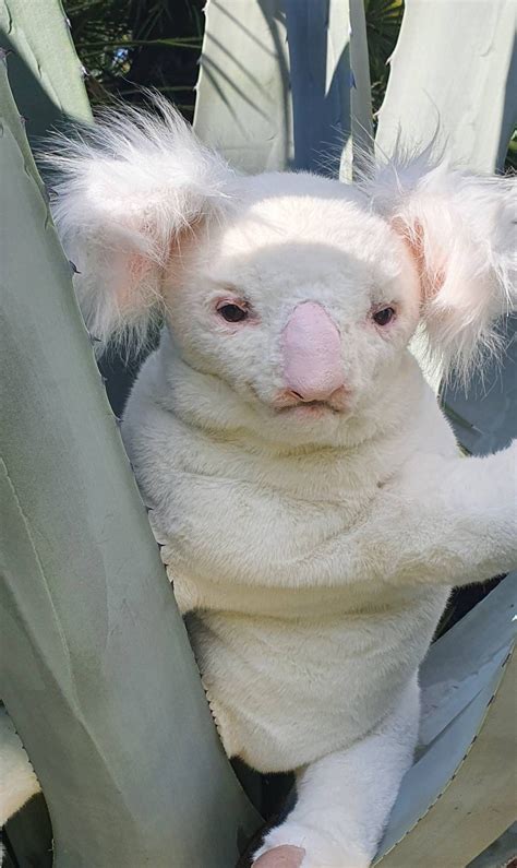 Custom Order White Albino Koala Bear Poseable Toy Realistic Etsy