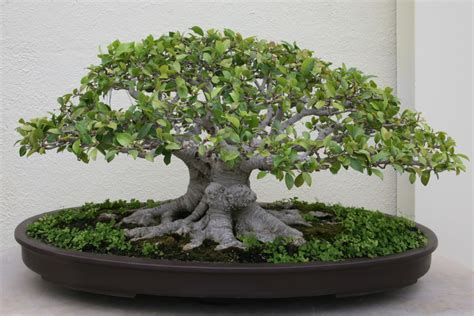 Ginseng Ficus The Perfect Bonsai Tree For The Beginner Arsenal Fund