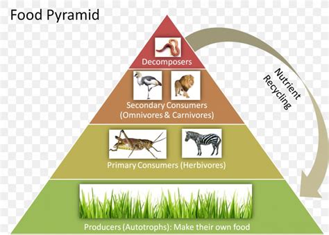Food Web Ecological Pyramid Food Chain Ecosystem Ecology Food Pyramid
