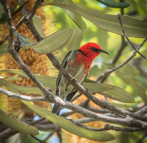 Scarlet Honeyeater Myzomela Sanguinolenta Petercarlsen Flickr