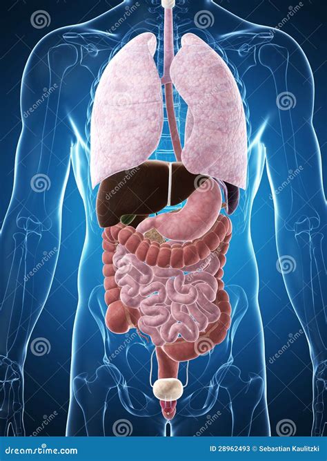 Corpo Humano Masculino Fotos