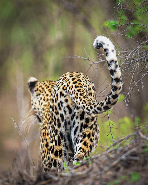 The Leopard Tail Whip Photograph By Ryan Carpenter Pixels