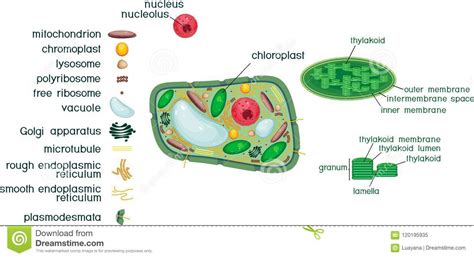 Responsible for food storage and photosynthesis. Plant Cell Structure With Titles And Different Organelles ...
