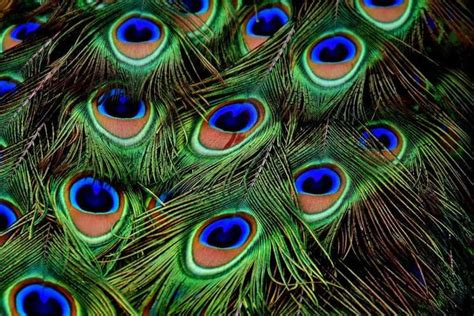 The Peacock Feather All The Facts You Can Make A Profit With Them