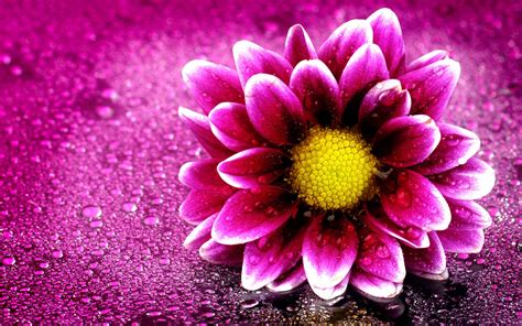 Pink Flower 4k Wallpapers Hd Wallpapers Id 19676