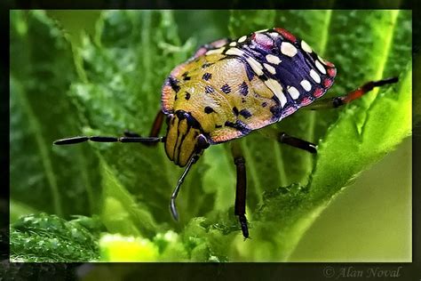 Southern Green Stink Bug Nymph Alan Con Ui Noval Flickr