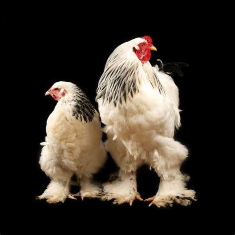 A Guide To Brahma Chickens The King Of Poultry