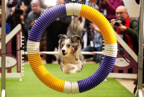 13 Facts About the Westminster Dog Show | Reader's Digest Canada