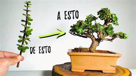 Árbol de la abundancia cómo hacerlo bonsái Agroingeniería