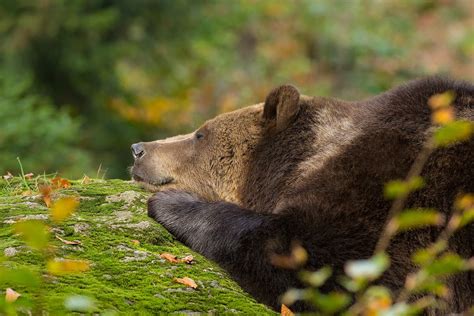 Taking A Nap Animals Beautiful Bear Animals