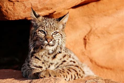 48 Best Pictures Big Cat Species In North America 11 Stunning South