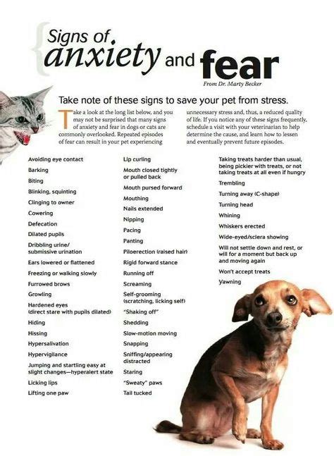 Anxiety In Pets
