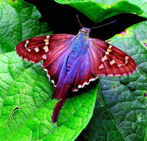 12015 Nature Path Moth Most Beautiful Butterfly Colorful Moths Moth