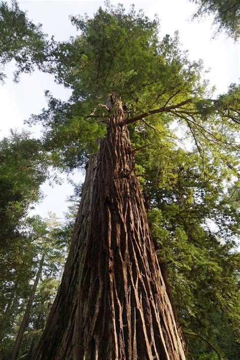 Sequoia Sempervirens Alchetron The Free Social Encyclopedia