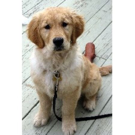 Golden retriever puppies for sale are one of the most beautiful dog breeds in the world. Monarch Golden Retrievers, Golden Retriever Breeder in ...