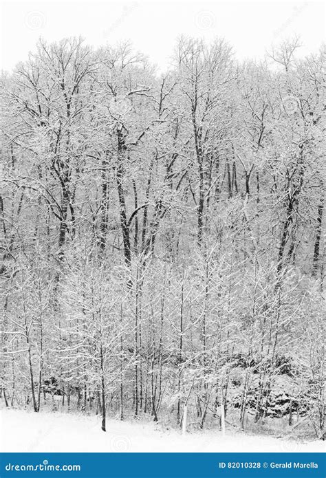 Fresh Snow Covers A Forest Of Trees Stock Photo Image Of Forest