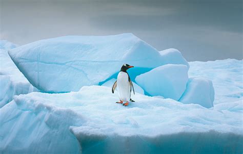 Wallpaper Winter Snow Nature Bird Ice Glacier Iceberg Penguin