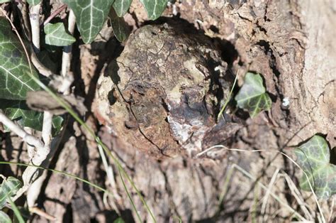 Trees And Shrubs Forum Eucalyptus Tree With Mystery Fungus