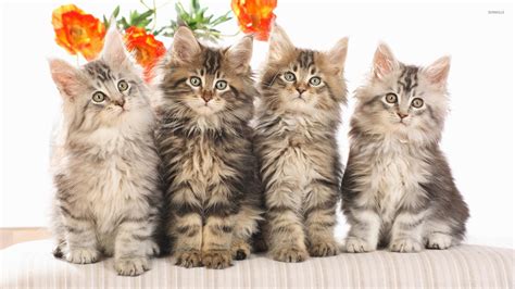 Cute Fluffy Kitten Gazing At The Spotlight Wallpaper Animal