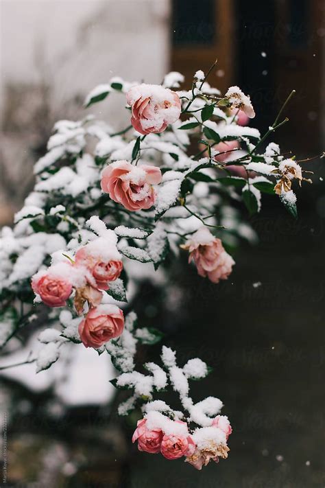 Rosé Aesthetic Spring Aesthetic Flower Aesthetic Snow Rose Snow