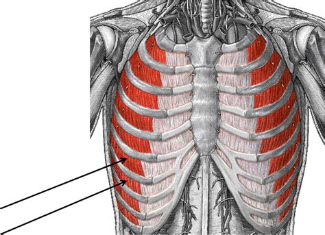 The rib cage is an arrangement of bones in the thorax of all vertebrates except the lamprey. Side Of Rib Cage Muscles / What Is Paradoxical Chest ...
