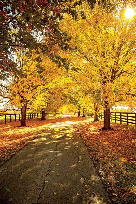 The Souths Best Fall Colors Southern Living