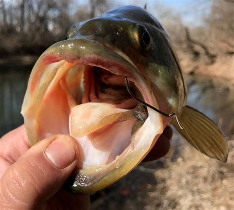 What The Location Of A Hook In A Basss Mouth Can Tell You