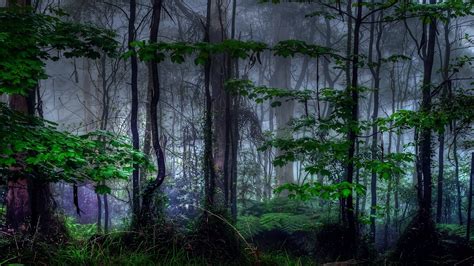 Nature Trees Dark Forest Mist Wallpaper 2560x1440 8591 Wallpaperup
