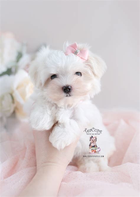 Maltese Puppies For Sale In South Florida Teacup Puppies And Boutique
