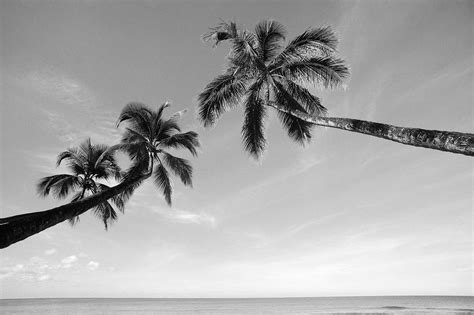 Coconut Trees Beside Body Of Water Greyscale Photo Free Image Peakpx