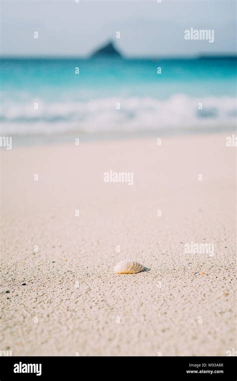 Seashell On Sandy Beach With Defokused White Foam Of Rolling Ocean